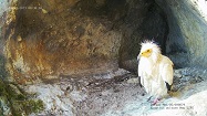 Провадия уеб камера на живо от скално гнездо на египетски лешояди на (56 м. н.в.), до град Провадия, област Варна, България