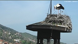 Село Куклен времето уеб камера на живо, щъркелово гнездо, бял щъркел, Община Самоков, Софийска област, Витоша планина, kamerite, live webcam